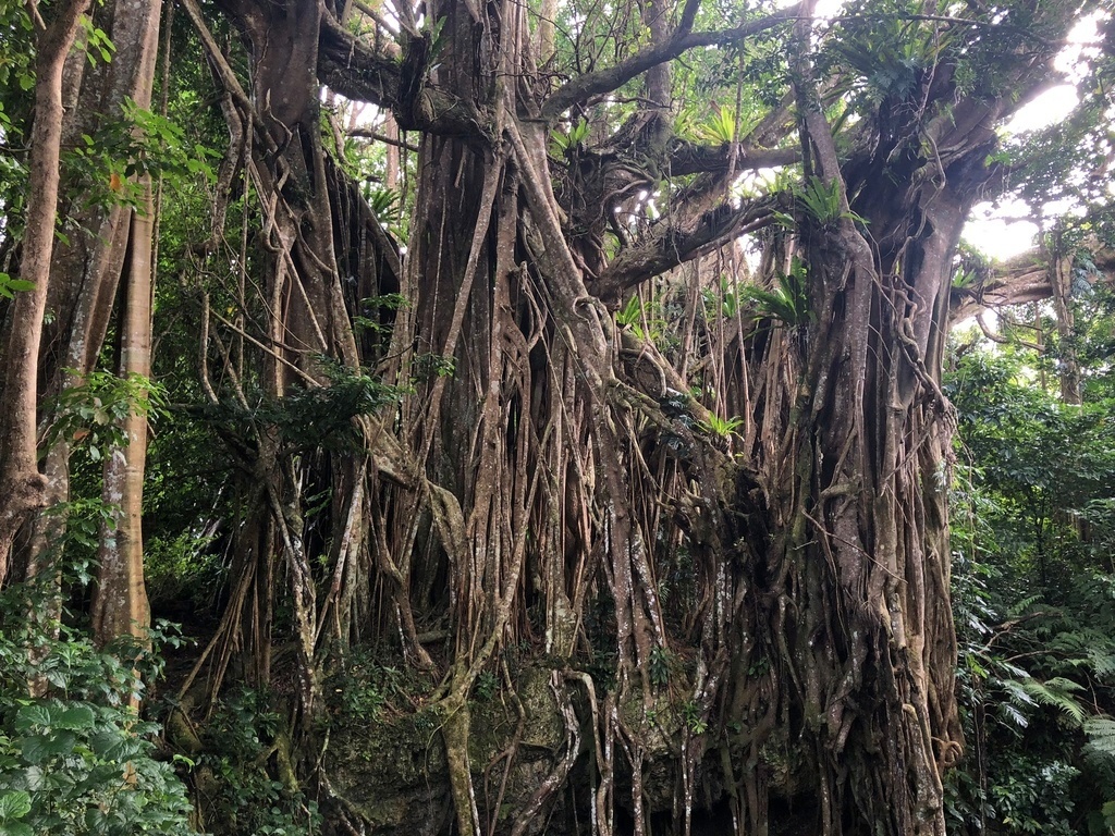 Banyan tree